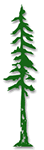 Redwood Tree